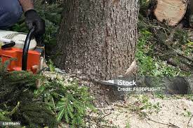 How Our Tree Care Process Works  in  Old Stine, CA