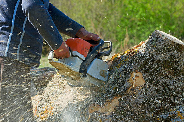 Leaf Removal Services in Old Stine, CA